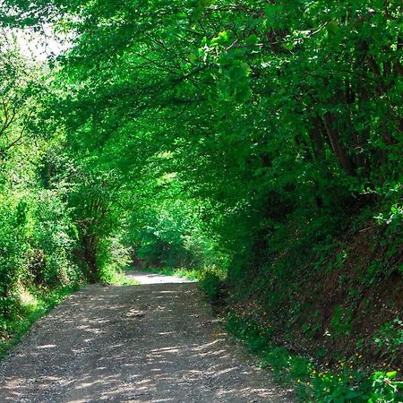 Na Okic - A Private Forest Oasis Sveti Martin pod Okicem Buitenkant foto